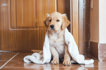 13 Reasons Your Dog Wants To Follow You Into Every Room (Even The Bathroom!)