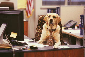 13 Dog Breeds That Embody Your Favorite Dunder Mifflin Employees