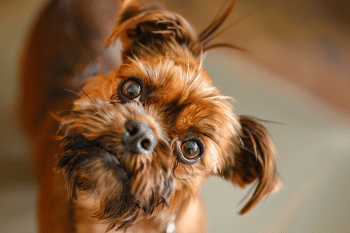 13 Secret Reasons Your Dog Tilts Their Head (It’s Not Just Cute!)