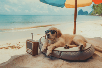 11 Incredible Ways Dogs Learn To Adapt and Thrive