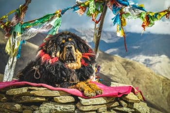 Top 15 Dog Breeds That Were Once Essential for Life in Remote Villages