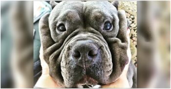 Old Smelly Dog That Cost $30,000 Can’t Find A Home, But Man Thinks He’s Perfect