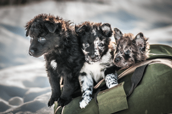 13 Unbelievably Rare Dog Breeds That Deserve the Spotlight