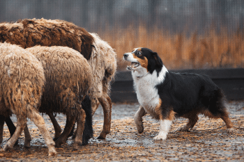 9 Dog Breeds That Have Been The Ultimate Farm Protectors For Hundreds Of Years