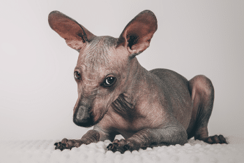 9 Mysterious Dog Breeds With Origins Lost to Time