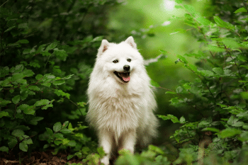 11 Most Enchanting Dog Breeds That Look Like They Came From a Myth