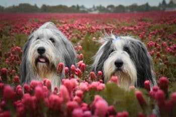 9 Dog Breeds That Were Popular in the ‘60s & ‘70s—But Are Nearly Forgotten