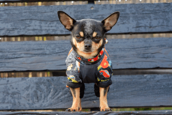 11 Tiny Dog Breeds with Giant Warrior Spirits