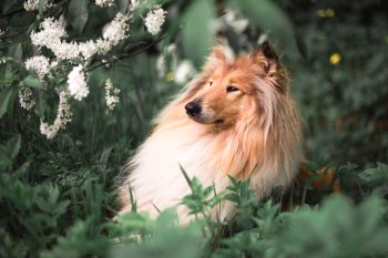 The 9 Ultimate Dog Breeds That Were Hollywood Stars Before Influencers Existed