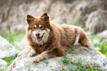 Top 13 Dog Breeds That Deserve More Love But Somehow Remain Underrated