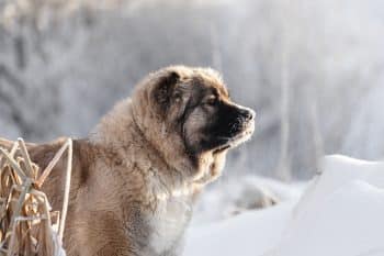 15 Dog Breeds That Were Used For Survival In Some Of The Harshest Places On Earth