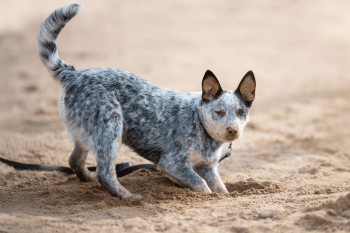 The Ultimate 11 Dog Breeds That Would Have Been Perfect for the Wild West