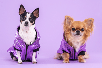 15 Dog Breeds That Have Been The Face Of Famous Brands & Mascots