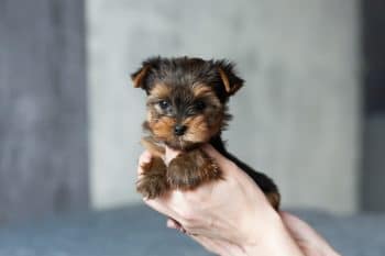 11 Most Fearless Small Dog Breeds That Have No Idea They’re Tiny