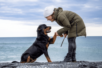 13 Best Large Dog Breeds For Beginners
