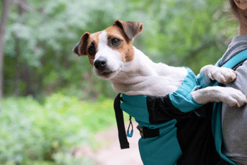 15 Best Travel-Friendly Dog Breeds For Life On The Go