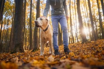 11 Timelessly Loyal Dog Breeds That Have Had Our Backs for Centuries