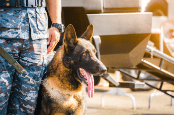 Top 9 Dog Breeds That Have Been The Preferred Pets Of Military Generals