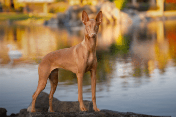 The Ultimate Ancient Dog Breeds That Walked Beside Pharaohs And Warriors