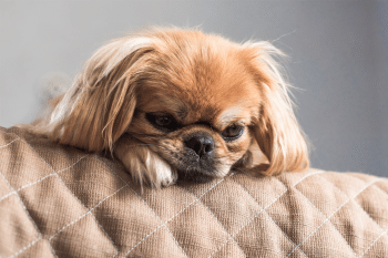 13 Ultimate Low-Energy Dog Breeds That Are Basically Furry Couch Potatoes