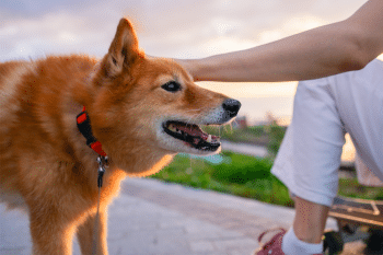 9 Rare Dog Breeds You’ve Probably Never Heard Of (But Should!)