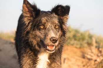 9 Dog Breeds That Would Have Been the Perfect Partners for Cowboy Outlaws