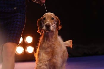 11 Dog Breeds That Were Popular in the ‘70s—But Are Nearly Extinct Today