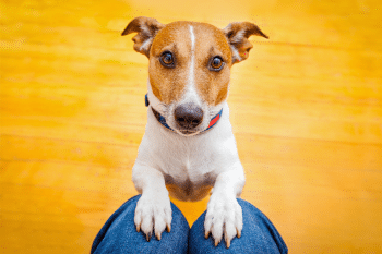 9 Ways Your Dog Is Smarter Than You Ever Gave Them Credit For