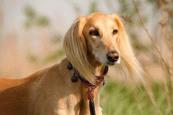 Top 9 Dog Breeds That Have Been The Subject Of Famous Paintings & Sculptures