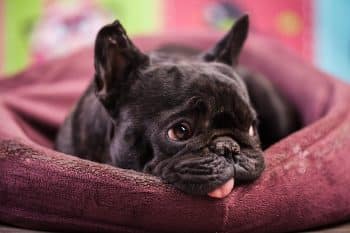 11 Quiet Dog Breeds Who Could Win Gold at the Relaxation Olympics