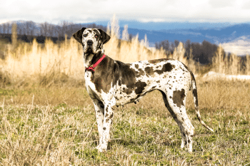 13 Large Dog Breeds That Would Have Been Pulled Straight from a Medieval Tapestry