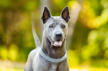 13 Unbelievably Stunning Dog Breeds You’ve Probably Never Heard Of