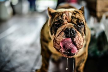11 Slobbery Dog Breeds That Would Have The Messiest Group Chat