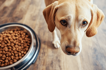 7 Nutrient-Packed Foods That Support Healthy Skin in Dogs