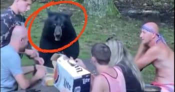 Surprise Visitor: Black Bear Partakes in Family’s Picnic Feast