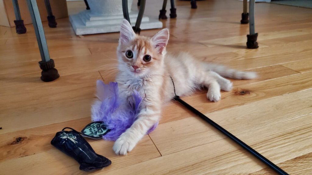 A heart for animals: Volunteers make waves