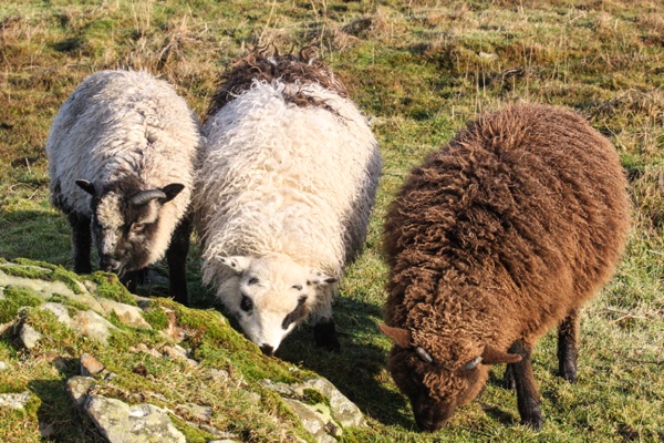 And then there were three!