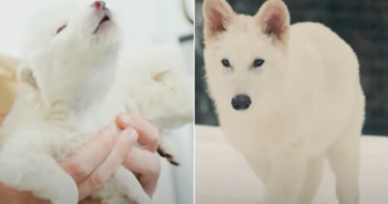 Scientists Bring Back Dire Wolf DNA After 13,000 Years