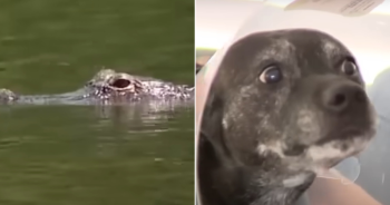 6-Foot Gator Clamps Down on Dog’s Head, But Owner Fights Gator by Hand to Save Dog