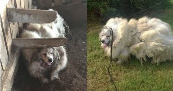 Dog Trapped In Barn For 6 Years, Then Given An Astounding Makeover And Brand New Life