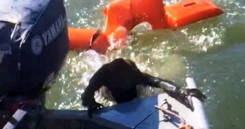 Fisherman Throws Life Jacket To Rescue Drowning Dog But It’s Not A Dog At All