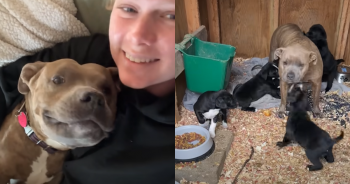 Mama Dog Overwhelmed With Love for the Woman Who Saved Her Pups