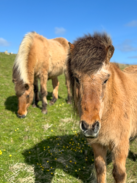 Feeling Sorry for Pepper