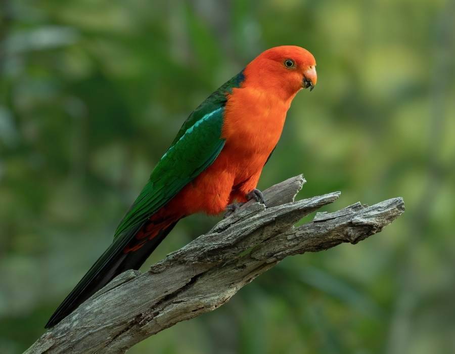 Beyond Mimicry: What a Dead Parrot Reveals About Your Authentic Voice