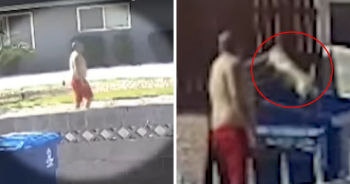 Man Throws Dog in Trash to ‘Teach a Lesson,’ Faces Backlash