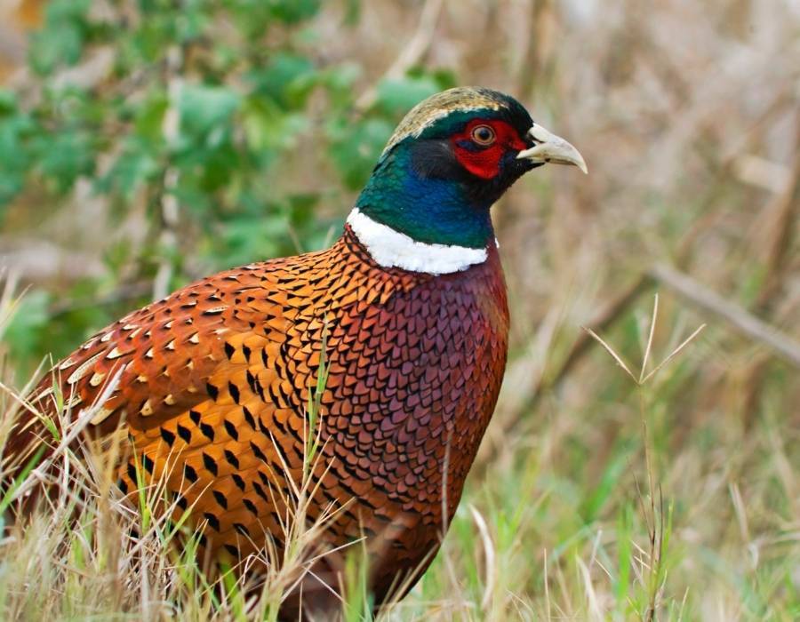 Fallen Messenger: What a Dead Pheasant Reveals About Your Spiritual Journey