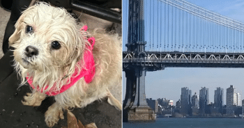 Mystery Puppy Saved From East River Reunites With NYPD Officers Who Pulled Her From the Water