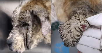 15-Year-Old Dog Left to Die by Owner Cries for Days Until Rescuer Arrives