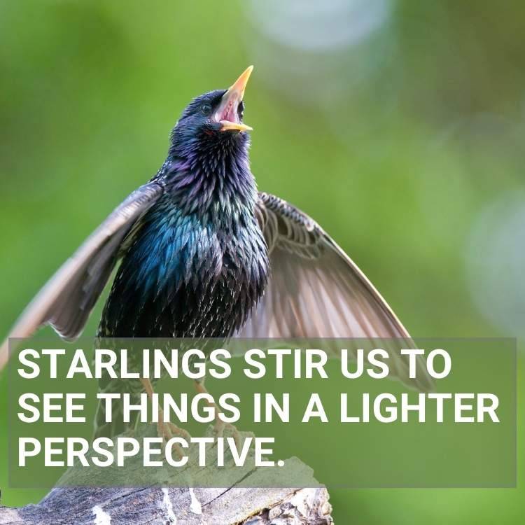 Beyond the Silence: The Profound Spiritual Meaning of Finding a Dead Starling
