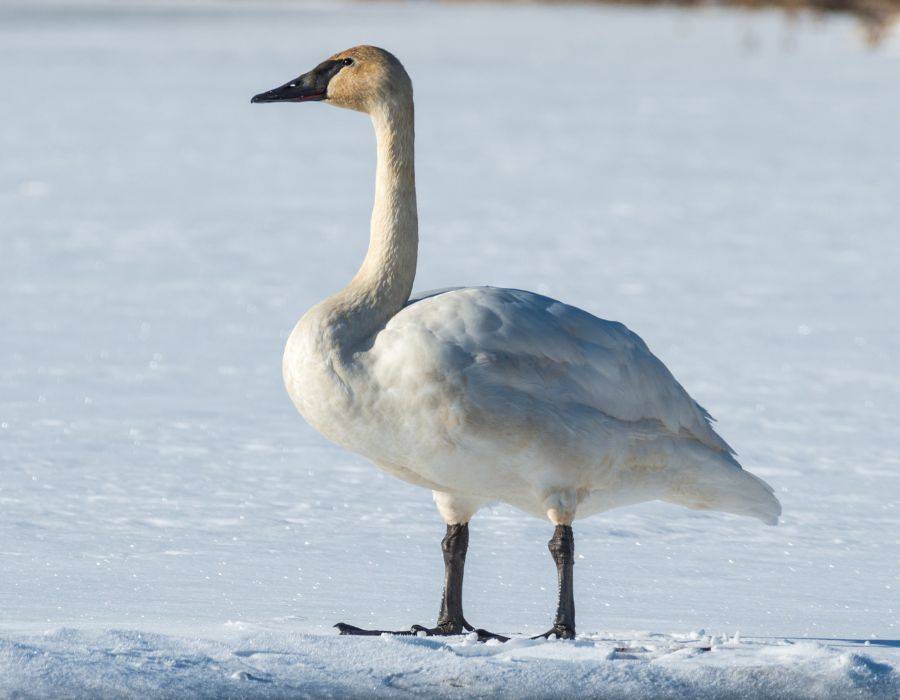 The Sacred Swan’s Final Message: What Finding a Dead Swan Really Means for Your Spiritual Journey